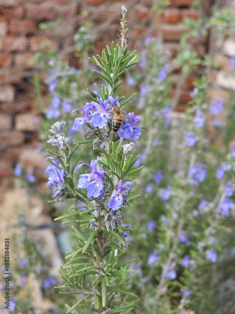 Fototapeta premium Abeja recolectando néctar 
