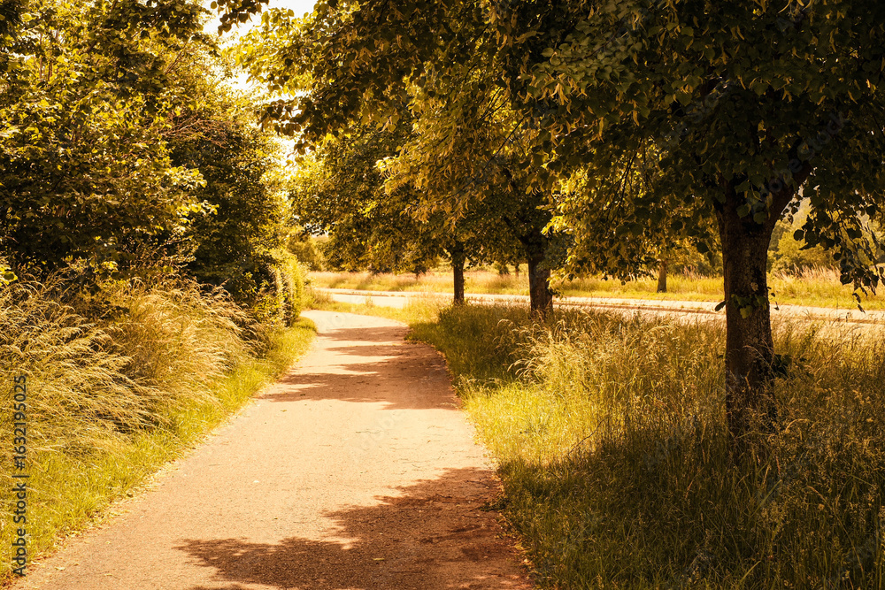 Naklejka premium Footpath and deciduous trees in warm backlight