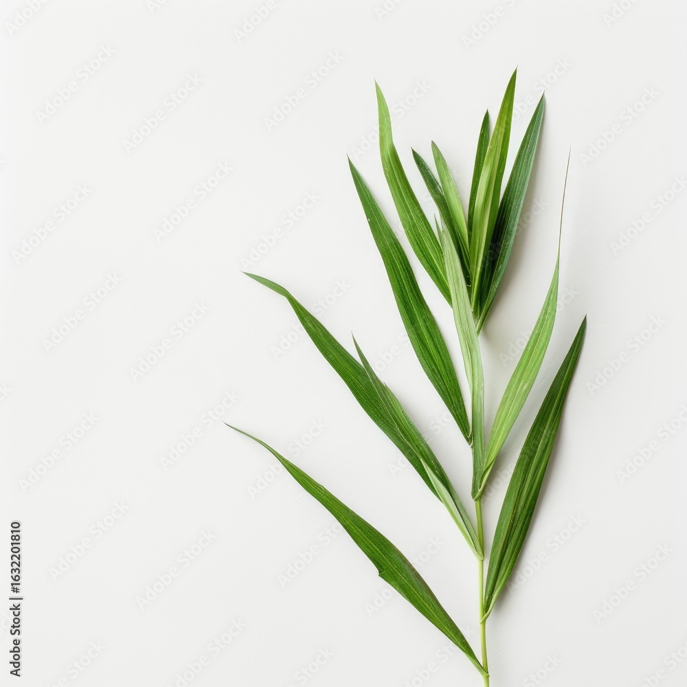 Obraz premium Fresh green leaves on white background