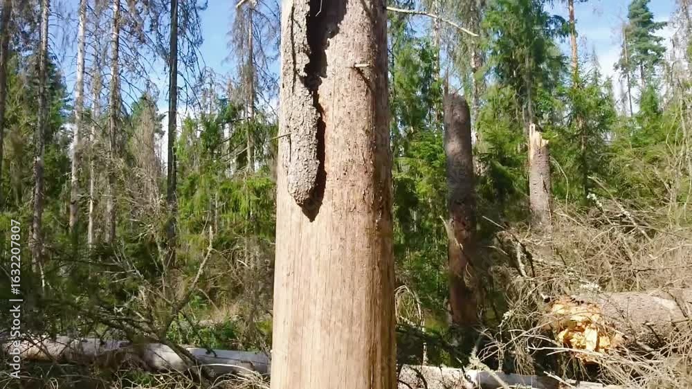 Bark beetle larvae infestation destroys fir trees in forest. Natural ...