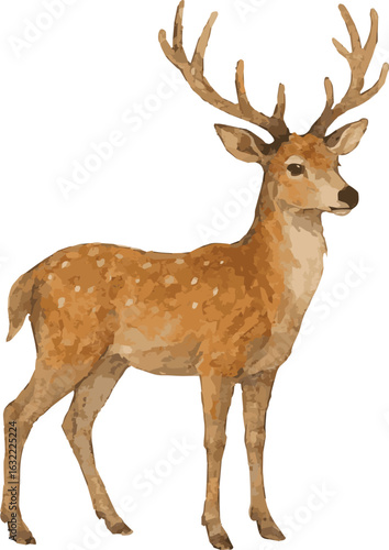 Vector watercolor painted illustration of an European fallow deer