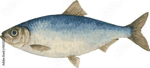 Vector watercolor illustration of a herring fish