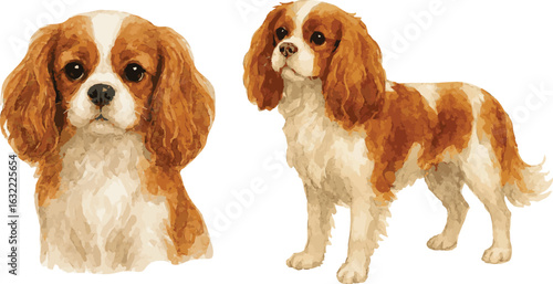 Vector watercolor adorable illustration of a king charles spaniel dog portrait and standing