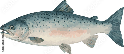 Watercolor illustration of a salmon fish