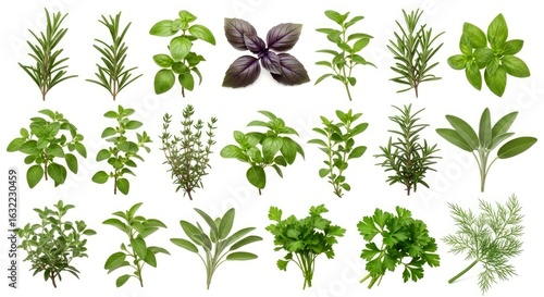 fresh culinary herb collection rosemary basil thyme oregano sage parsley and dill for restaurant menus food blogs and cookbook illustrations