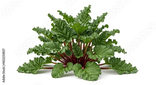 fresh rhubarb plant with vibrant red stalks and lush green leaves perfect for culinary gardening or health websites