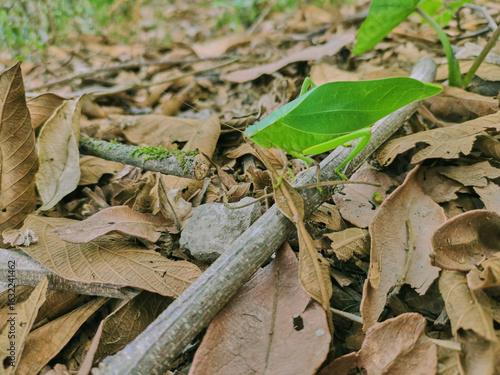 Green grasshopper posing on branches on dry autumn leaves