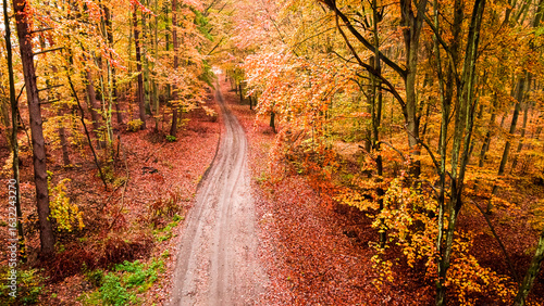 Leafy road in autumn forest...