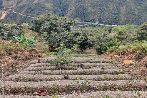 View of rows of parallel cultivation of coca plantation