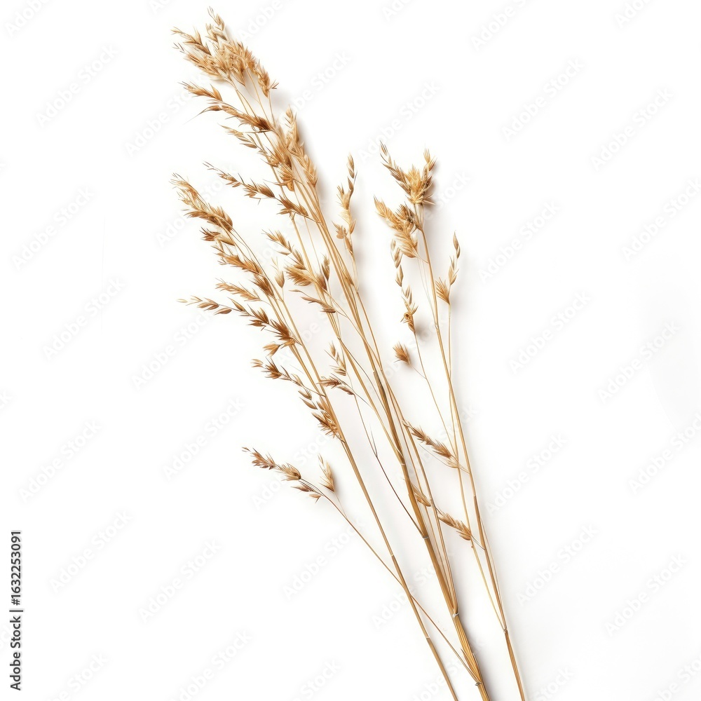 Fototapeta premium Dried tan grasses against a white background