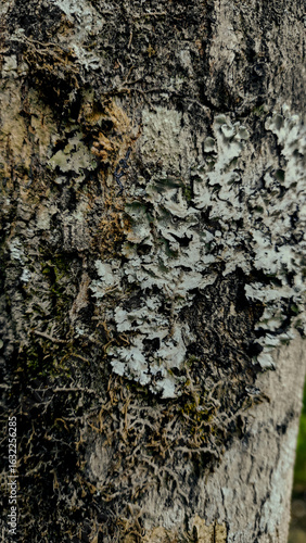 Close-up shot of wooden stick with lichens