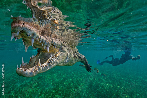 American crocodile (Crocodylus acutus) and free diver in the mangroves. National park Jardines de La Reina (Gardens of the Queen)  Cuba 