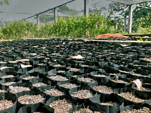 Pots with germinating seeds, for greenhouse