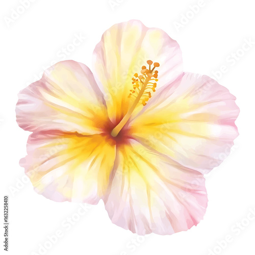Hibiscus Flower Watercolor Vector Illustration with Transparent Background Design
