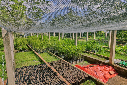 Manufacture of greenhouse for coca leaf seedlings