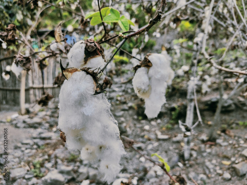 Cotton Picking Season, Cotton Ready for Harvest