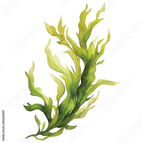 Watercolor Vector Illustration of Green Seaweed on a Transparent Background