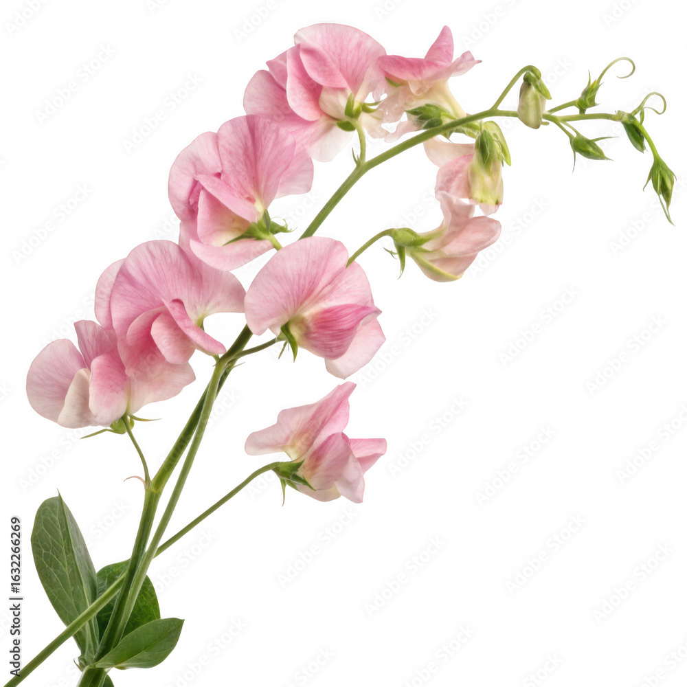 Fototapeta premium Delicate pink sweet pea bloom isolated on transparent background