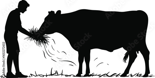 Farmer feeding cow with grass, livestock care silhouette, rural farming scene, agriculture concept, person and animal interaction
