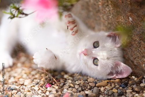 5月、すくすく育つ白い仔猫