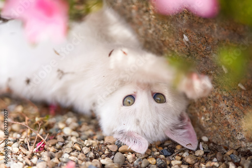5月、すくすく育つ白い仔猫