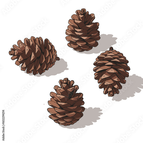 Brown pine cones arranged on a white background  