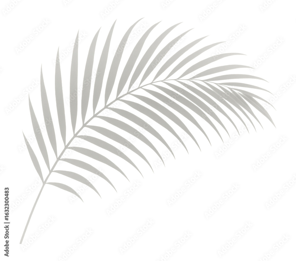 Fototapeta premium Monochrome palm leaf silhouette with detailed fronds on transparent background.