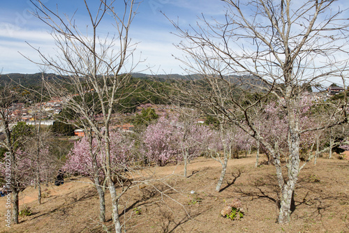 Abelha e Beija Flor pegando néctar das flores da cerejeira no Parque das Cerejeiras em Campos do Jordão