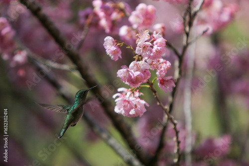 Abelha e Beija Flor pegando néctar das flores da cerejeira no Parque das Cerejeiras em Campos do Jordão