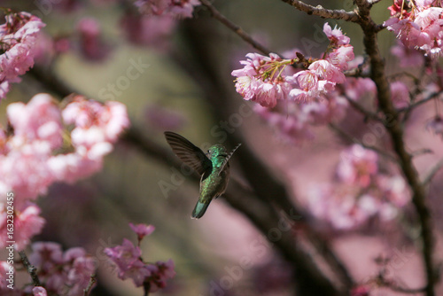 Abelha e Beija Flor pegando néctar das flores da cerejeira no Parque das Cerejeiras em Campos do Jordão