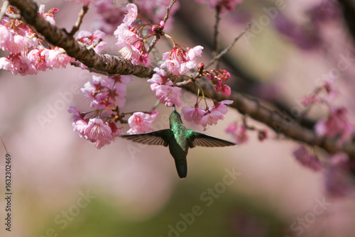 Abelha e Beija Flor pegando néctar das flores da cerejeira no Parque das Cerejeiras em Campos do Jordão