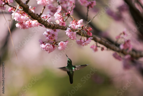 Abelha e Beija Flor pegando néctar das flores da cerejeira no Parque das Cerejeiras em Campos do Jordão