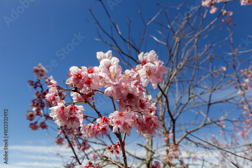 Abelha e Beija Flor pegando néctar das flores da cerejeira no Parque das Cerejeiras em Campos do Jordão
