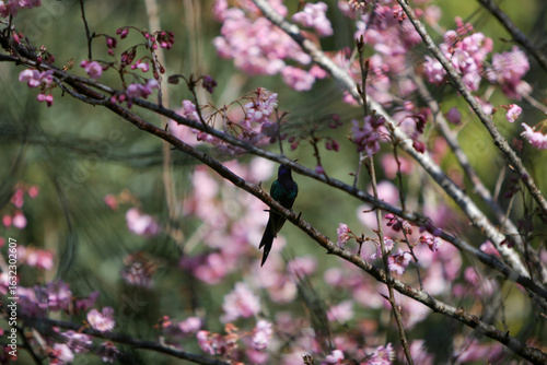 Abelha e Beija Flor pegando néctar das flores da cerejeira no Parque das Cerejeiras em Campos do Jordão