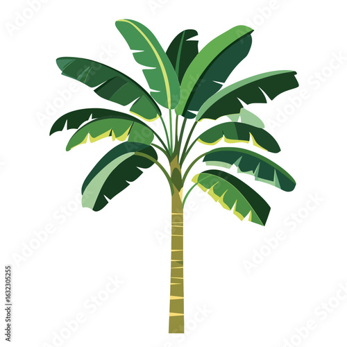 Banana tree isolated on white 