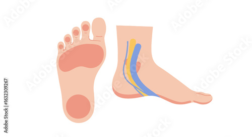 Anatomy diagram of human foot showing plantar nerve pathways