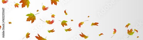 Falling autumn maple leaves with bright hues on white background. Suitable for seasonal banners, nature concepts, autumn decorations and backgrounds.