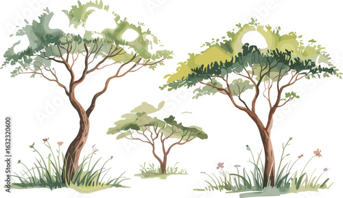 Watercolor acacia tree illustration, African savanna landscape elements, natural greenery clipart, wild nature botanical artwork, tropical tree with grass and flowers