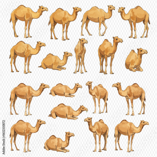 A collection of illustrated dromedary camels in various poses, including standing, walking, and sitting down.