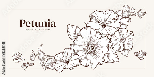 Floral banner of petunia buds with leaves vector illustration in engraving style. Floral frames in monochrome for wedding invitation, spring card. Horizontal borders botanical hand drawn illustration
