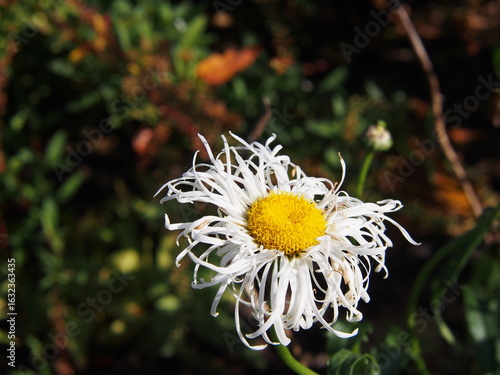 Close-up of Leucanthemum × superbum 'Phyllis Smith' – white frilled petals and yellow center in summer sunlight