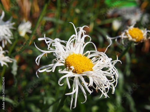 Close-up of Leucanthemum × superbum 'Phyllis Smith' – white frilled petals and yellow center in summer sunlight