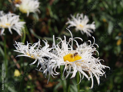 Close-up of Leucanthemum × superbum 'Phyllis Smith' – white frilled petals and yellow center in summer sunlight