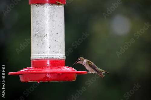 hummingbird on feeder