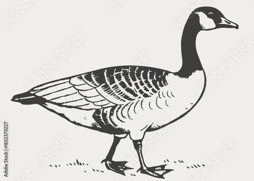 Vector illustration of canada goose