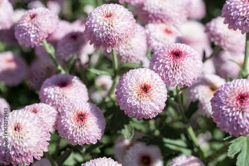 Beautiful blooming Pompon chrysanthemums.