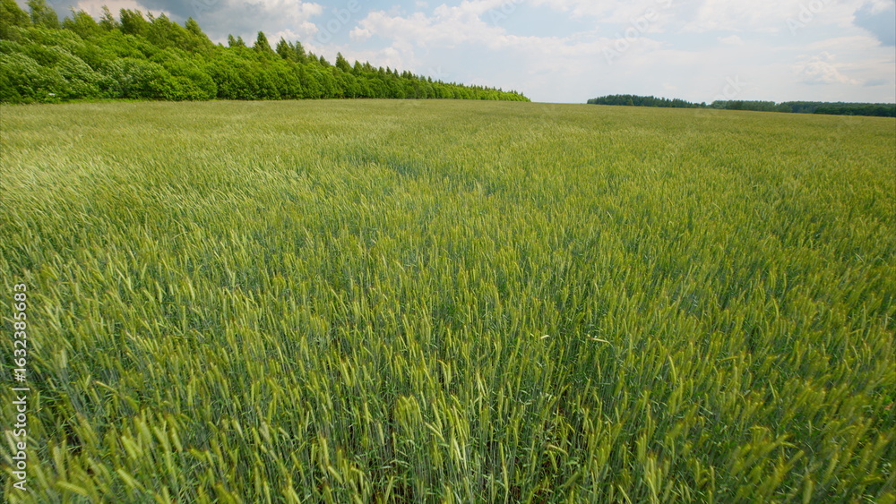 Obraz premium A Lush and Green Wheat Field Sprawling Under a Bright Blue Sky Filled with Light