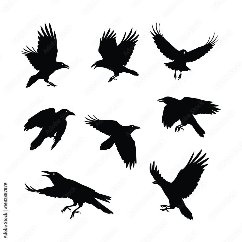 Obraz premium A dynamic collection of black crow and raven silhouettes in various flight poses. Vector graphic set of corvid birds for wildlife or gothic design concepts.