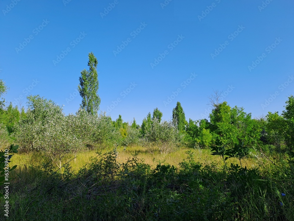 Fototapeta premium landscape with trees