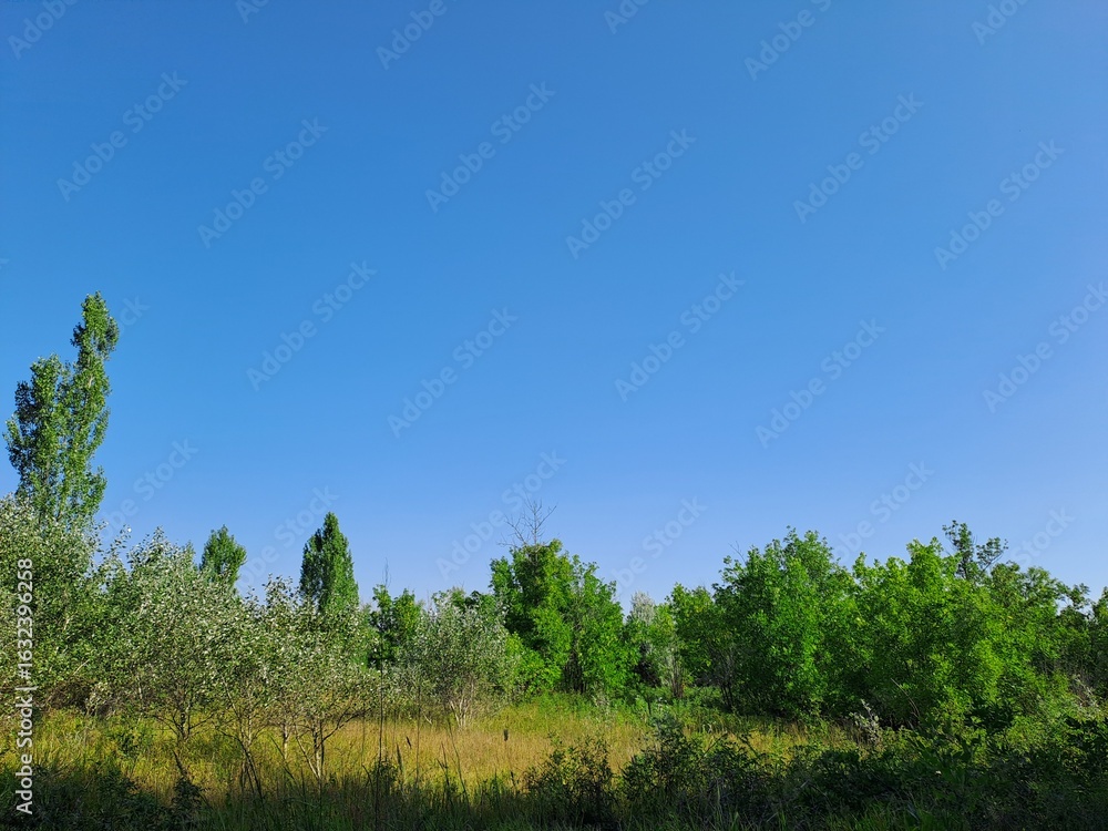 Fototapeta premium trees in the forest